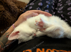 3 small kittens