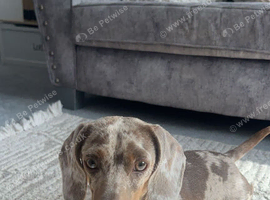 3 Year Old miniature dachshund