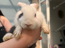 Cheap rabbits