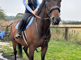 Lovely gelding for part loan near otley