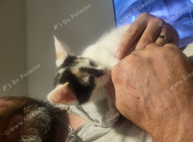 Maine coon cross kittens