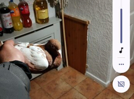 Good quality pigeon for sale