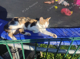 Bengal / tortoise shell stunning babies