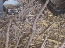 11 quail