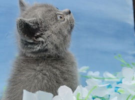 British shorthair blue boy ready to leave