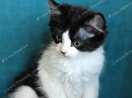 2 kittens looking for new homes (boy and girl &pound;30 ono)