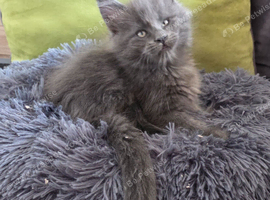 Maine coon kittens
