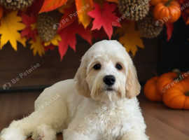 Cavapoo stud.