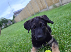 Toby