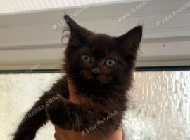 Maine coon xxx