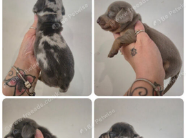 PRA CLEAR MINIATURE DACHSHUND PUPPIES