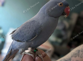 1 year old parakeet