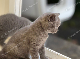 British short hair kitten