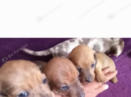 Pure miniature Dachshunds