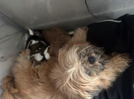 4 little Shih Tzu