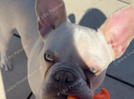 ABKC registered French bulldog 10 months old