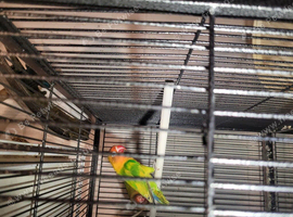 Lovebirds