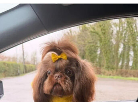 Bumble - Imperial Shih Tzu Stud,