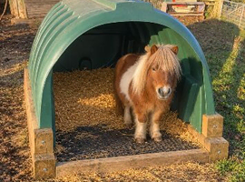 Shetland pony