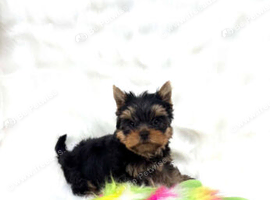 Mini mini Yorkshire Terrier boy