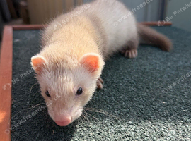 2 hob ferrets