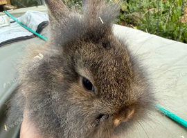 Lion head lop doe