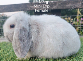 Mini lop youngsters