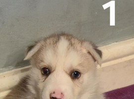 stunning litter of six healthy Shepsky puppies