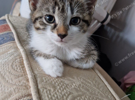 5 Beautiful kittens