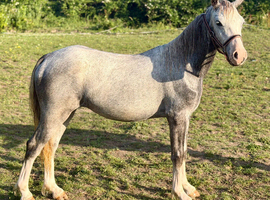 Yearling Welsh filly to make 13.2