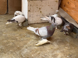 Uzbek pigeon