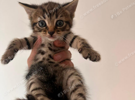 Kitten