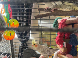 Male & female cockertiels
