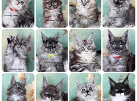 TICA registered Maine coon kittens