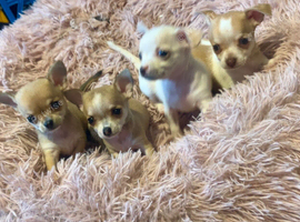 beautiful puppies