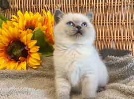 TOP QUALITY PURE BRED BSH TEDDY BEARS