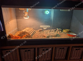 Red Bearded Dragon 14m old and vivarium