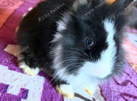 Dutch X Lionhead Kits - Dutch X Lionhead Rabbits - Dutch X Lionhead Babies