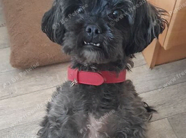 Shipoo for sale