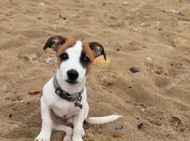Make pup Jack Russell