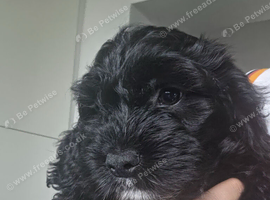 Stunning F1 Cockerpoo Girl Puppies Ready Now!