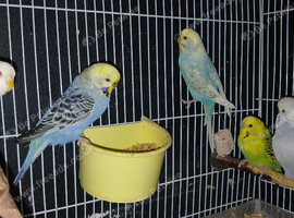 Budgies