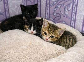 Three little sweethearts are looking for their new home