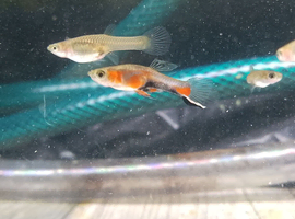 Blue Star Endlers
