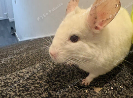 2 chinchillas needing new homes