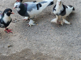 Nice pair of pigeons collection only