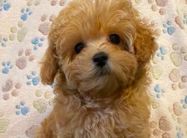 Beautiful Maltipoo puppies F1B