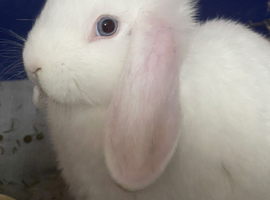Male Mini lop rabbit