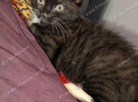 Bicolor chocolate Boy