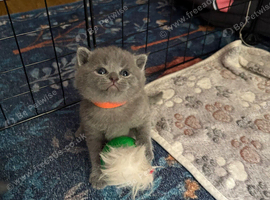 Beautiful British Shorthair Kittens
